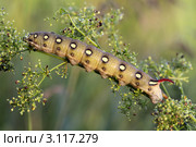 Бражник подмаренниковый, гусеница (Hyles gallii R.) Стоковое фото, фотограф Игорь Семенов / Фотобанк Лори