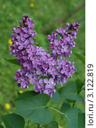 Цветы сирени. Syringa. Стоковое фото, фотограф Svet / Фотобанк Лори