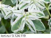 Молочай окаймленный. Euphorbia marginata. Стоковое фото, фотограф Шичкина Антонина / Фотобанк Лори