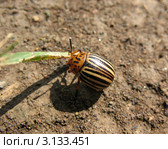 Колорадский картофельный жук (Leptinotarsa decemlineata) в поисках пищи. Стоковое фото, фотограф Заноза-Ру / Фотобанк Лори
