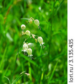 Смолёвка (Silene) Стоковое фото, фотограф Алёшина Оксана / Фотобанк Лори