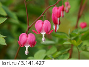 Разбитое сердце (Dicentra – Diclytra) Стоковое фото, фотограф макаров виктор / Фотобанк Лори