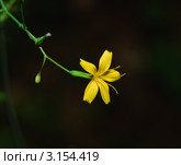 Мицелис стенной (Mycelis muralis) Стоковое фото, фотограф Алёшина Оксана / Фотобанк Лори