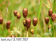 Кровохлебка лекарственная, или аптечная (Sanguisorba officinalis) Стоковое фото, фотограф Алёшина Оксана / Фотобанк Лори