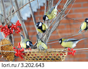 Стая больших синиц у кормушки.The Great Tit (Parus major). Стоковое фото, фотограф Федор Королевский / Фотобанк Лори