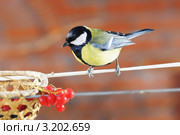 Большая синица или большак, или синица-кузнечик(устаревшее).The Great Tit (Parus major). Стоковое фото, фотограф Федор Королевский / Фотобанк Лори