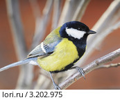 Большая синица или большак, или синица-кузнечик(устаревшее).The Great Tit (Parus major). Стоковое фото, фотограф Федор Королевский / Фотобанк Лори