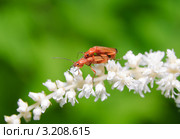 Жуки мягкотелки рыжие (Rhagonycha fulva) на астильбе (Astilbe) Стоковое фото, фотограф Алёшина Оксана / Фотобанк Лори