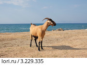 Коза. Стоковое фото, фотограф Виктор Куплевацкий / Фотобанк Лори