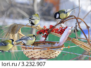 Четыре синицы у кормушки.The Great Tit (Parus major). Стоковое фото, фотограф Федор Королевский / Фотобанк Лори