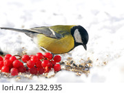 Большая синица или большак.The Great Tit (Parus major). Стоковое фото, фотограф Федор Королевский / Фотобанк Лори