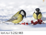 Большая синица или большак.The Great Tit (Parus major). Стоковое фото, фотограф Федор Королевский / Фотобанк Лори