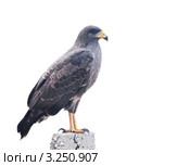 Коршун-слизнеед (Rostrhamus sociabilis) сидит на камне (2011 год). Стоковое фото, фотограф Юлия Машкова / Фотобанк Лори