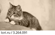 Портрет кота на спинке дивана. Стоковое видео, видеограф Игорь Жоров / Фотобанк Лори