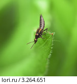 Филонт круглоголовый (Philonthus rotundicollis) с клещами на туловище. Стоковое фото, фотограф Алёшина Оксана / Фотобанк Лори