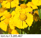 Гелениум (helenium) с каплями росы. Стоковое фото, фотограф Николай Коржов / Фотобанк Лори