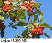 Боярышник обыкновенный (Crataegus oxyacantha) Стоковое фото, фотограф Николай Коржов / Фотобанк Лори