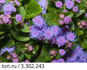 Агератум Гаустона (Ageratum houstonianum) Стоковое фото, фотограф Алёшина Оксана / Фотобанк Лори