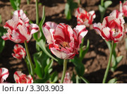 Тюльпаны (Tulipa). Сорт "Флейминг Перрот" Стоковое фото, фотограф Алёшина Оксана / Фотобанк Лори