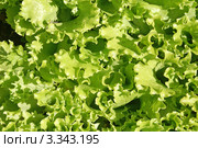 Растущий салат, вид сверху (Lactuca sativa L) Стоковое фото, фотограф Охотникова Екатерина *Фототуристы* / Фотобанк Лори