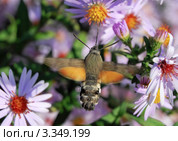 Языкан обыкновенный (Macroglossum stellatarum) над цветком астры новобельгийской, или виргинской (Symphyotrichum novi-belgii) Стоковое фото, фотограф Алёшина Оксана / Фотобанк Лори