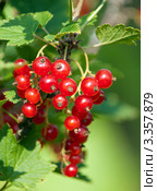 Красная смородина (Ríbes rubrum) Стоковое фото, фотограф Охотникова Екатерина *Фототуристы* / Фотобанк Лори