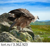 Белоголовый сип (Gyps fulvus) сидит на скале. Стоковое фото, фотограф Яков Филимонов / Фотобанк Лори