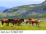 Лошади в горах Алтая. Стоковое фото, фотограф Яков Филимонов / Фотобанк Лори