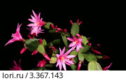 Кактус с розовыми цветами (Schlumbergera), таймлапс. Стоковое видео, видеограф Артем Поваров / Фотобанк Лори