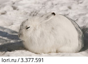 Заяц-беляк (Lepus timidus) Стоковое фото, фотограф Щеголева Ольга / Фотобанк Лори