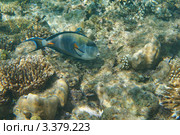 Рыба-хирург (Acanthurus Sohal) Красное море, Египет. Стоковое фото, фотограф Роман Прохоров / Фотобанк Лори