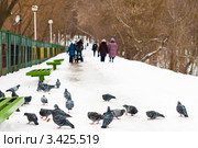 Голуби на аллее центрального парка в городе Туле (2012 год). Стоковое фото, фотограф Игорь Низов / Фотобанк Лори