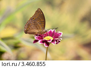 Бабочка Charaxes cithaeron на хризантеме. Стоковое фото, фотограф Александр Высоких / Фотобанк Лори