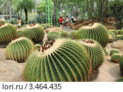Эхинокактус Грузона, или Эхинокактус Грусона (лат. Echinocactus grusonii). Тропический сад Нонг Нуч. Паттайя, Таиланд (2012 год). Редакционное фото, фотограф Григорий Писоцкий / Фотобанк Лори