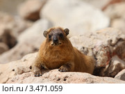 Капский (скалистый) даман  (Procavia capensis) Стоковое фото, фотограф Татьяна Белова / Фотобанк Лори