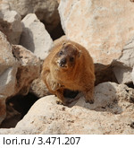 Капский (скалистый) даман  (Procavia capensis) Стоковое фото, фотограф Татьяна Белова / Фотобанк Лори