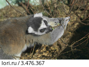 Кошачий лемур (лат. Lemur catta) Стоковое фото, фотограф Валерия Попова / Фотобанк Лори