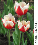 Тюльпаны, сорт Фулл Хаус (Tulip Full House) Стоковое фото, фотограф Ирина Водяник / Фотобанк Лори