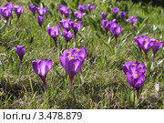 Полянка фиолетовых крокусов. Шафраны фиолетовые, Crocus. Стоковое фото, фотограф Маргарита Герм / Фотобанк Лори