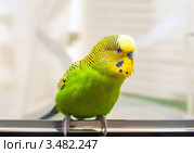 Зелёный волнистый попугай. Стоковое фото, фотограф Игорь Низов / Фотобанк Лори