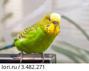 Зелёный волнистый австралийский попугайчик. Стоковое фото, фотограф Игорь Низов / Фотобанк Лори