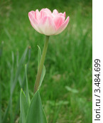 Тюльпан Анжелика (Tulip Angelique) махровый. Стоковое фото, фотограф Ирина Водяник / Фотобанк Лори
