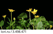 Цветение лютиков (Ranunculus ficaria) (Ficaria verna), таймлапс. Стоковое видео, видеограф Артем Поваров / Фотобанк Лори