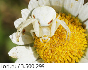 Белый паук на цветке. Стоковое фото, фотограф Миленин Константин / Фотобанк Лори