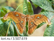 Ночная бабочка Attacus lorquini. Стоковое фото, фотограф Александр Высоких / Фотобанк Лори