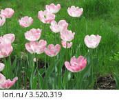 Нежно-розовые тюльпаны Анжелика (Tulip Angelique) махровые. Стоковое фото, фотограф Ирина Водяник / Фотобанк Лори