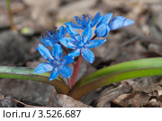 Сцилла (Scilla bifolia) Стоковое фото, фотограф Онищенко Виктор / Фотобанк Лори