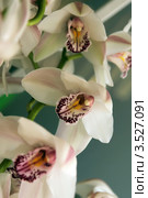 Орхидея Цимбидиум (Cymbidium) Стоковое фото, фотограф Татьяна Белова / Фотобанк Лори