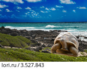 Большая черепаха (Megalochelys gigantea) на берегу моря на фоне тропического пейзажа. Стоковое фото, фотограф Куликов Константин / Фотобанк Лори