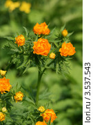 Купальница цветет (Trollius asiaticus) Стоковое фото, фотограф Щеголева Ольга / Фотобанк Лори